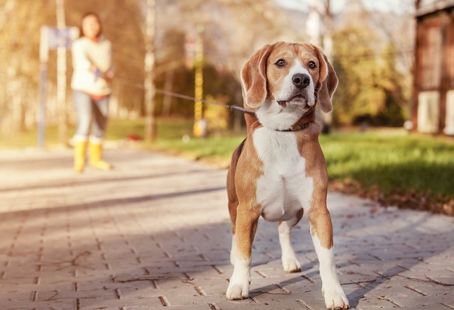 Hund  i bånd. Foto: Soloviova Liudmyla / Shutterstock