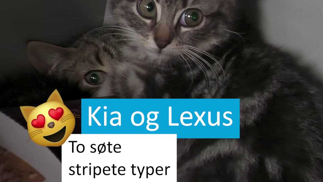 To søte kattunger