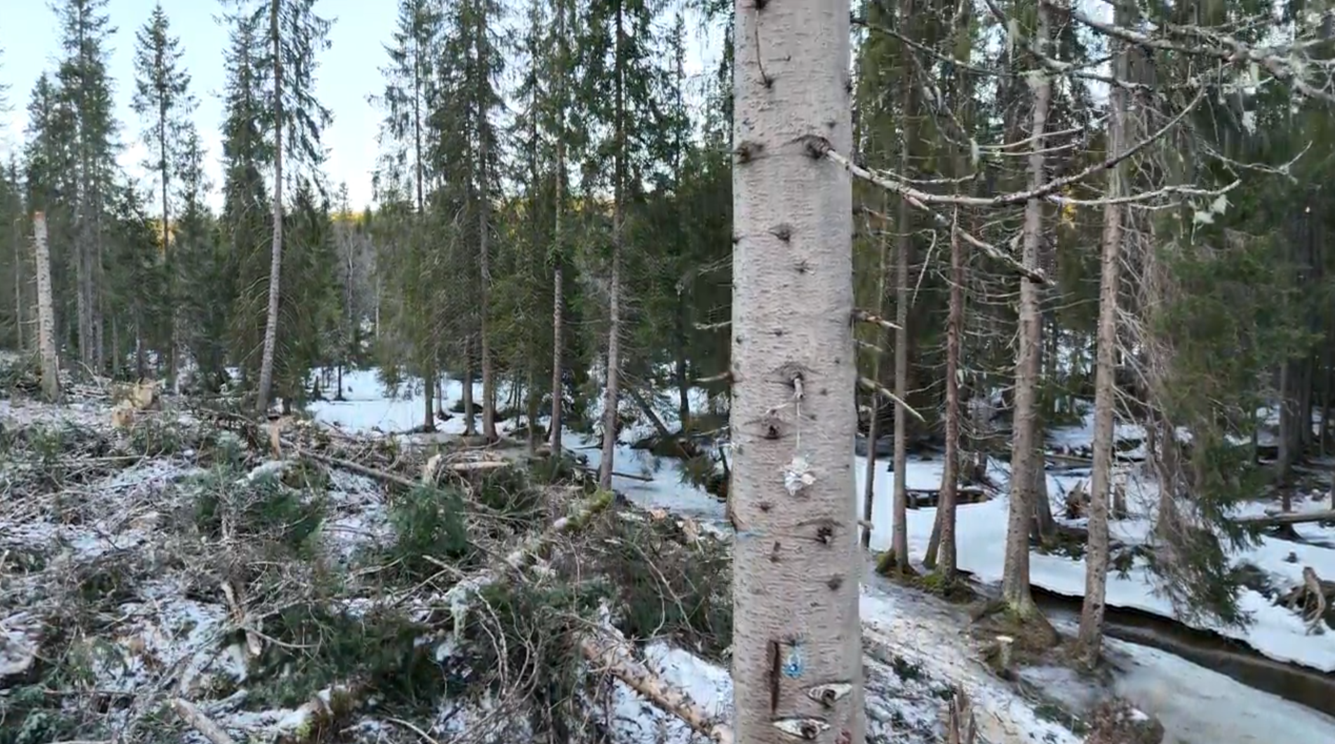 Et bilde fra en skog som nylig har blitt hogd, med mengder av kvister, topper og greiner som ligger strødd på den snødekte bakken. Til høyre i forgrunnen står en høy, barkløs trestubbe eller dødt tre, og i bakgrunnen står en tett barskog med høye grantrær.