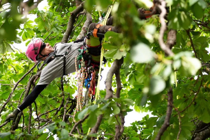 Martinus henger i treet. Bena er på en grein over ham, mens den ene armen støtter seg på en gren under ham