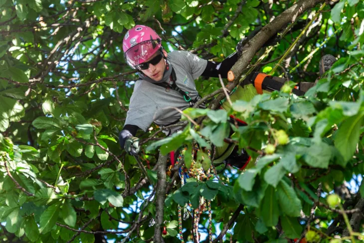 Martinus henger i sittende stilling midt oppi et tre, strekker armen ut og skjærer av en gren med en liten sag.