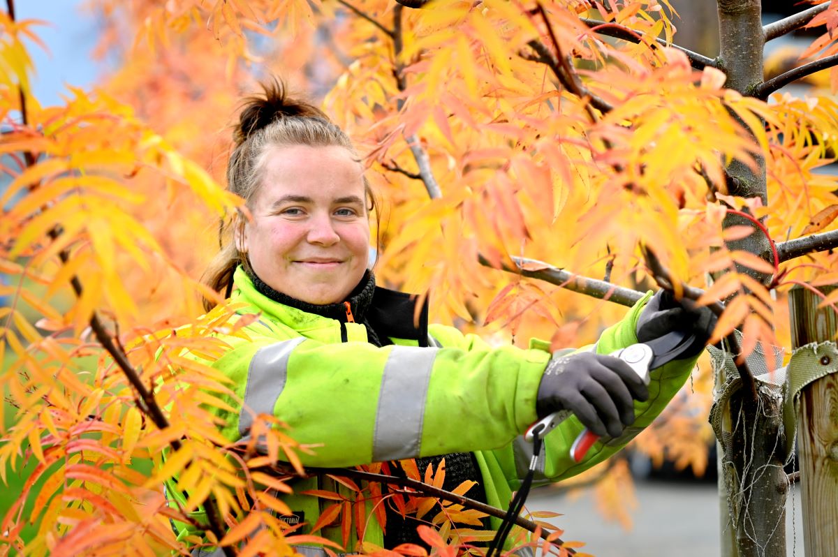 Foto av anleggsgartnerl&aelig;rling Kjerstin Gran&aring;s i utend&oslash;rs arbeidssituasjon