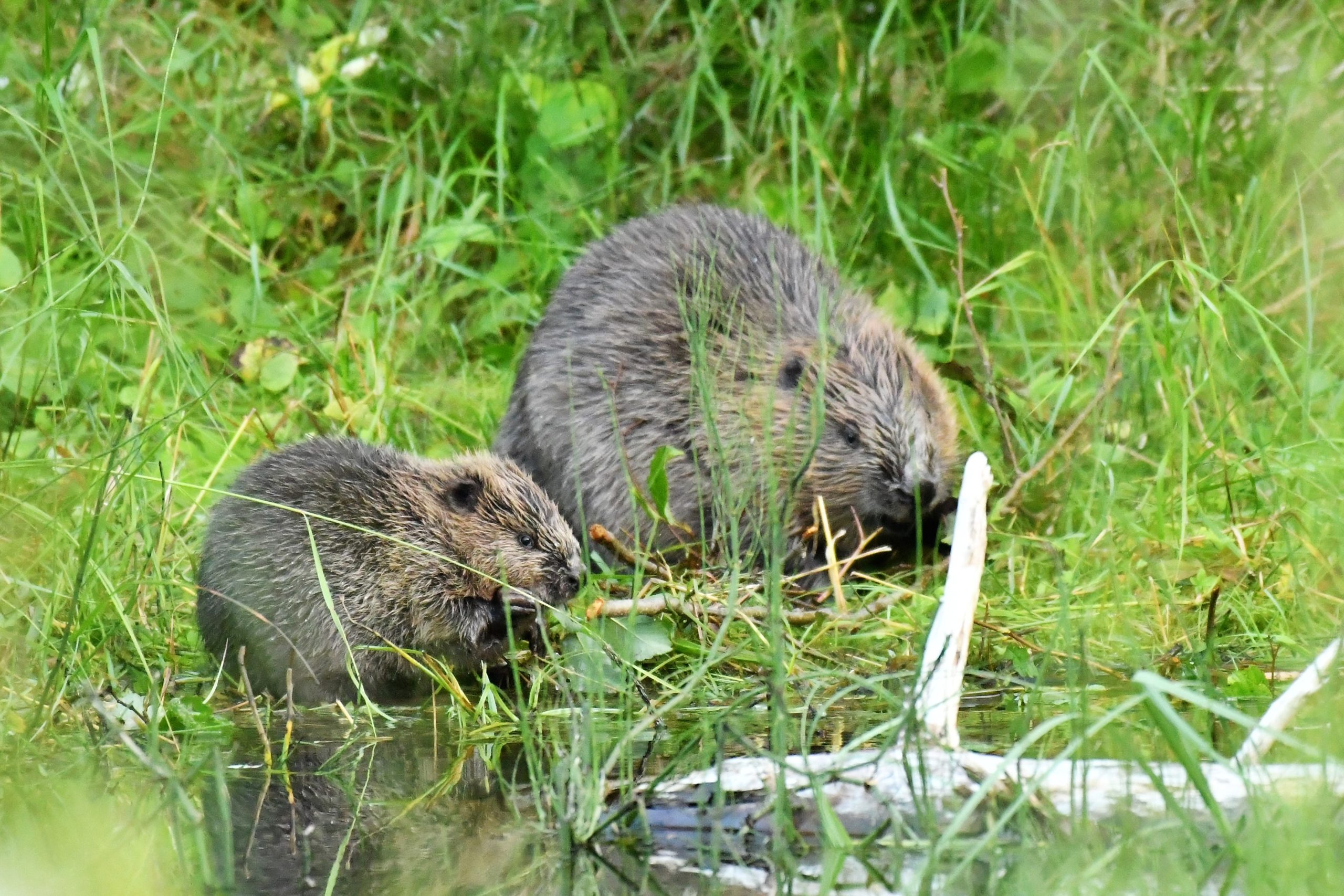 To bevere som spiser