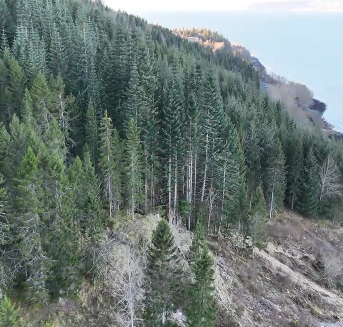 Et fugleperspektiv over en bratt skråning dekket av tett barskog og med synlige tegn på rasfare eller erosjon i den nedre delen. I bakgrunnen ser man havet eller en stor fjord som strekker seg mot horisonten.