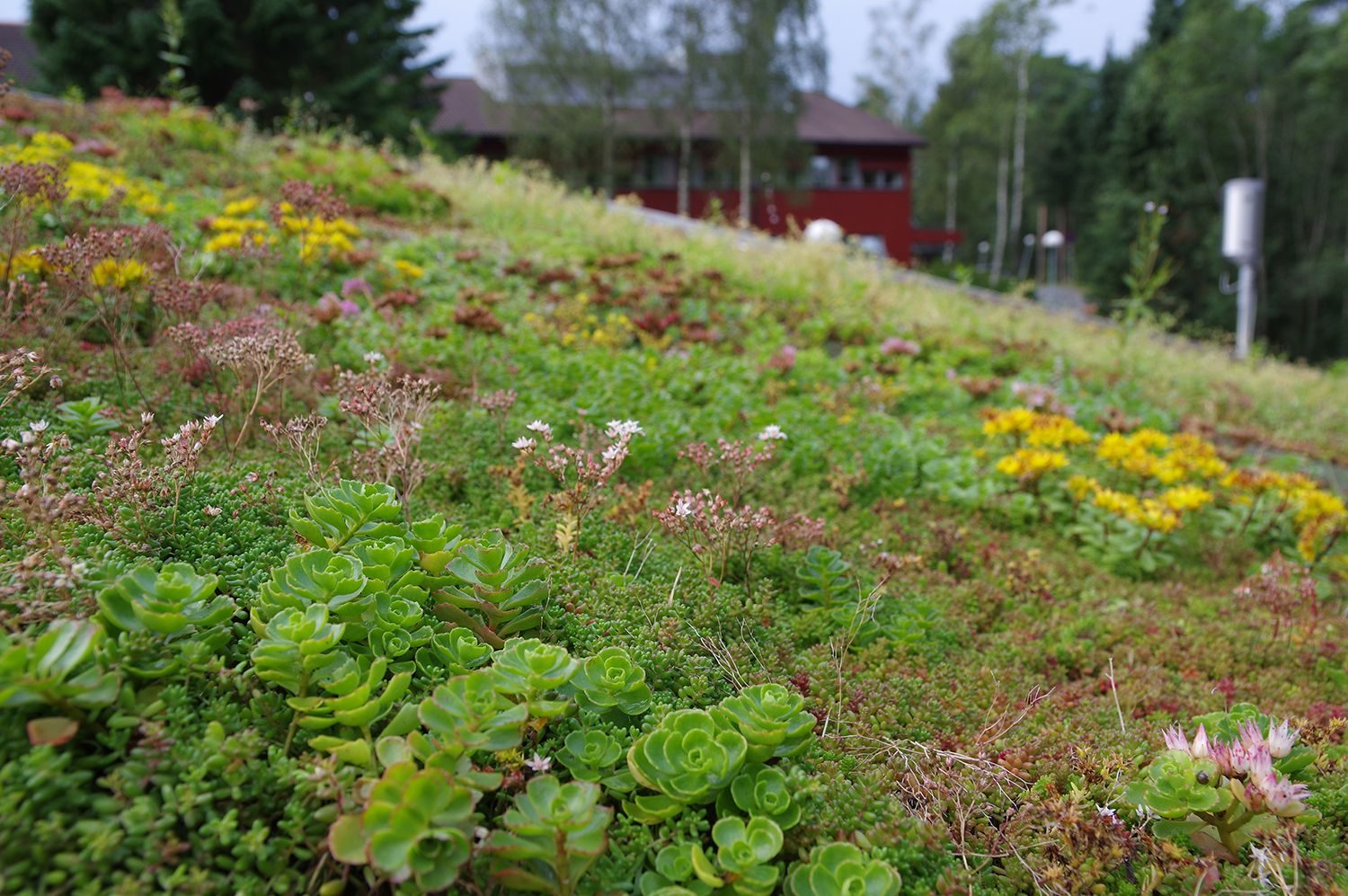 N&aelig;rbilde gressbed