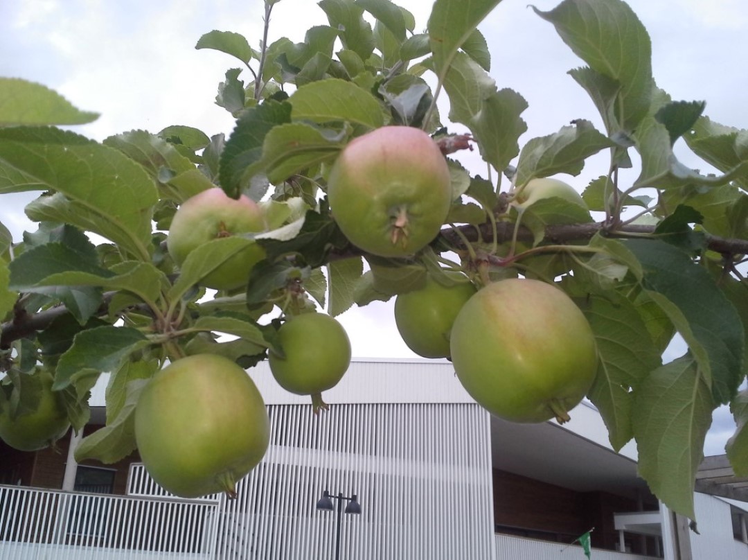 Epler p&aring; et epletre