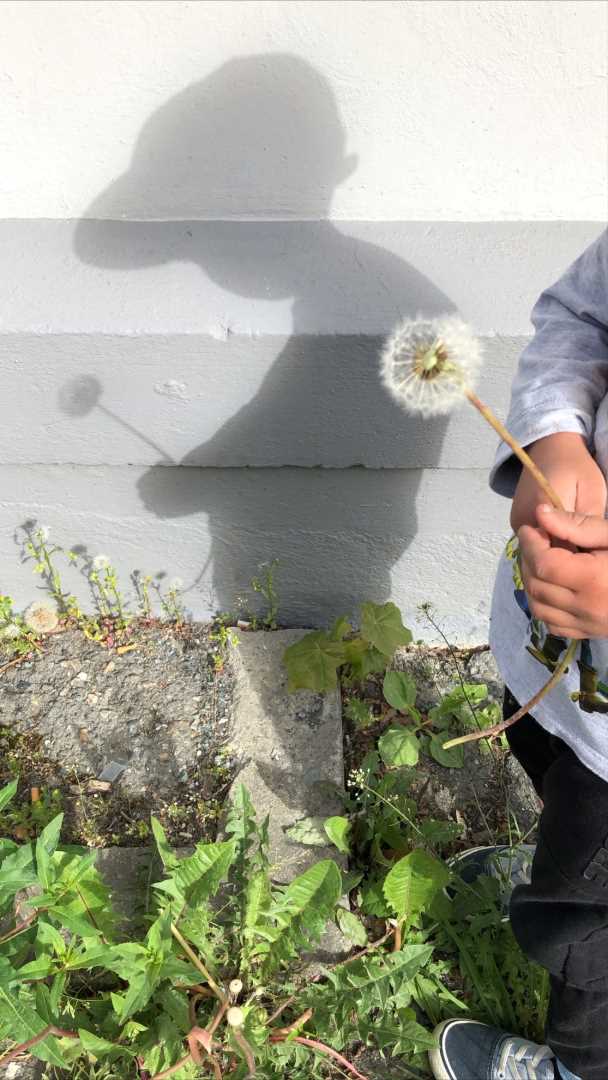 Ferdigblomstret l&oslash;vetann