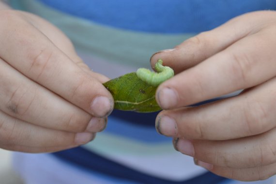 Møkkete hender til unge inspiserer blad med larve
