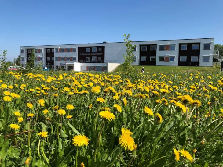 Blomster utenfor Dragvoll HVS