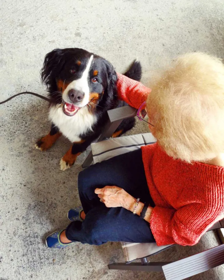 Hund på besøk på Ilevollen