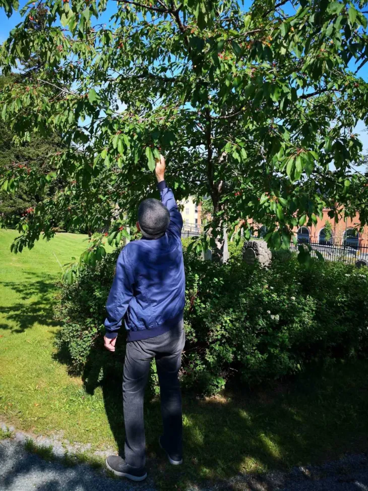 Bruker plukker kirsebær