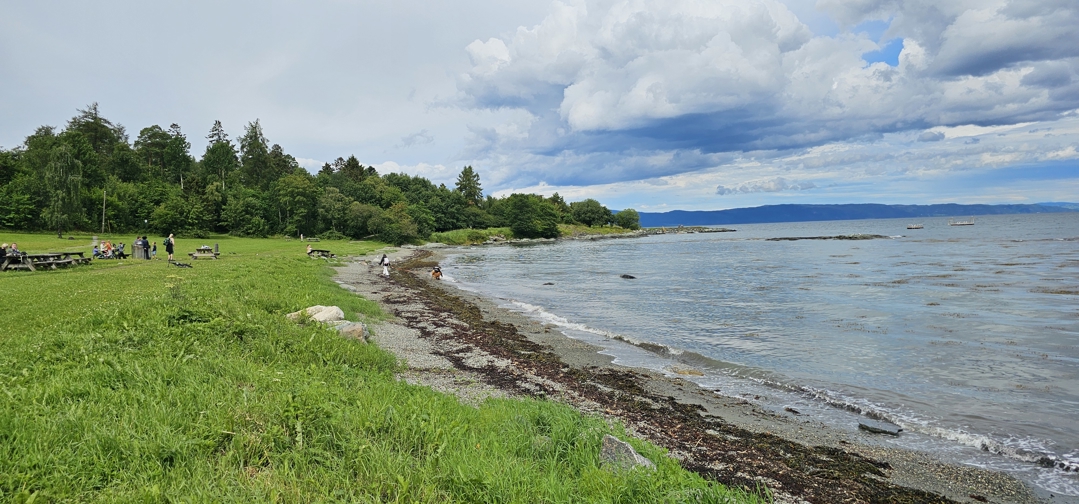 Foto av strand med tang og gressplen med benker