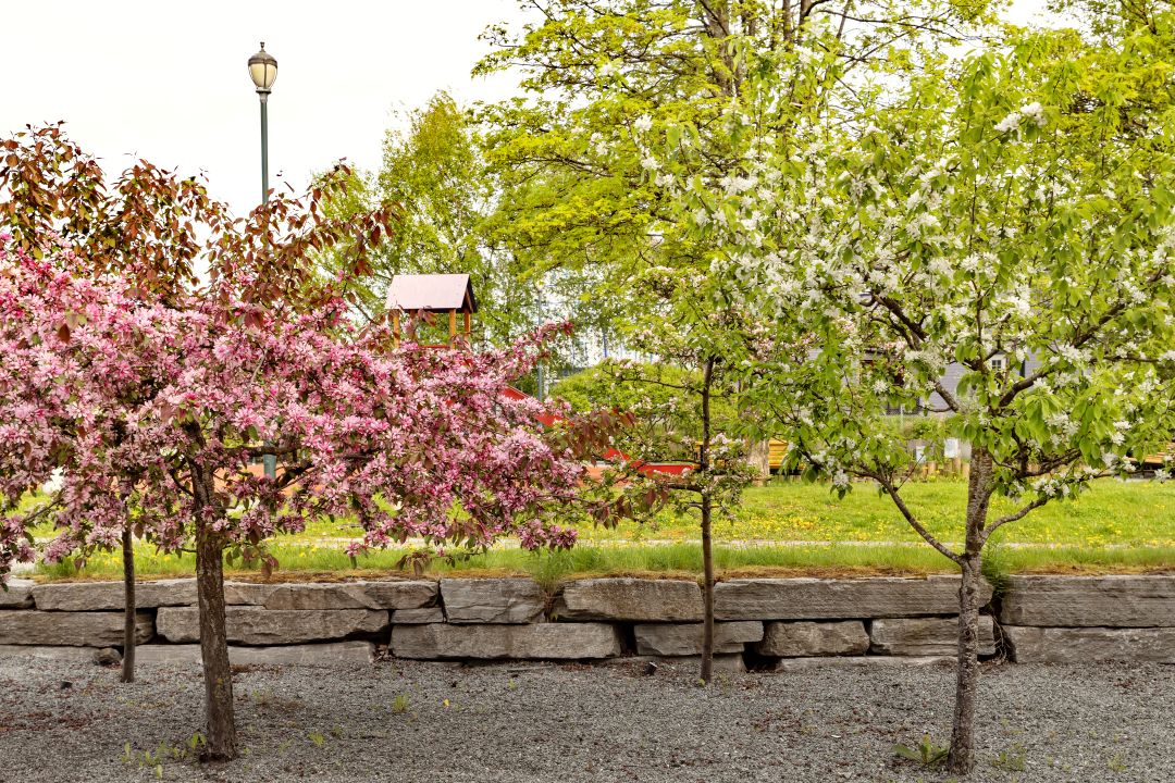 Trær i Strandveiparken