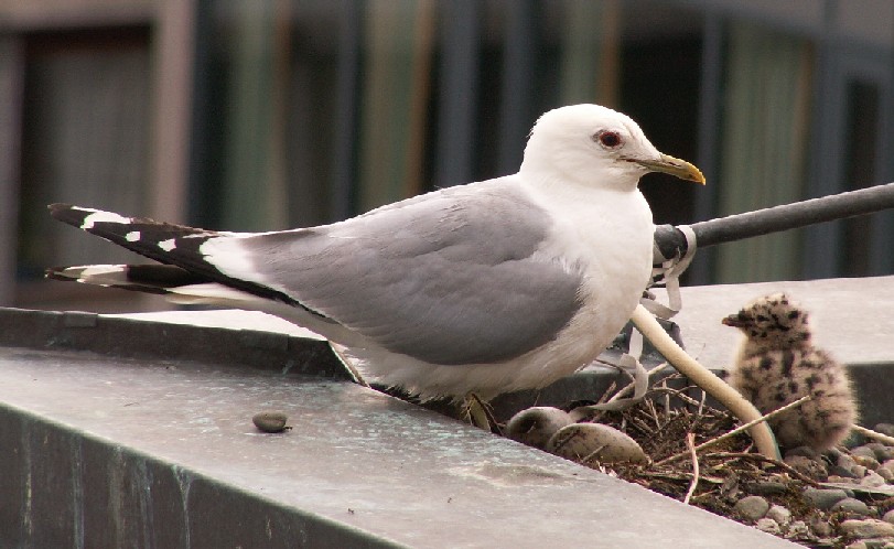 M&aring;ke i Trondheim sentrum