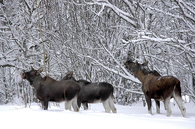 Elg i sn&oslash;  Foto E Kongsvold