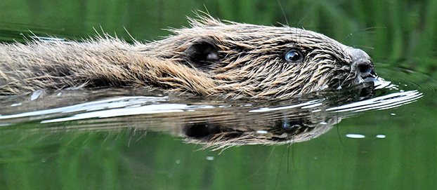 Beverunge som sv&oslash;mmer