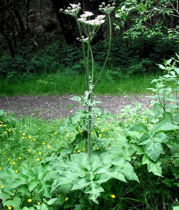 Kystbj&oslash;rnekjeks_Her_sphondylium