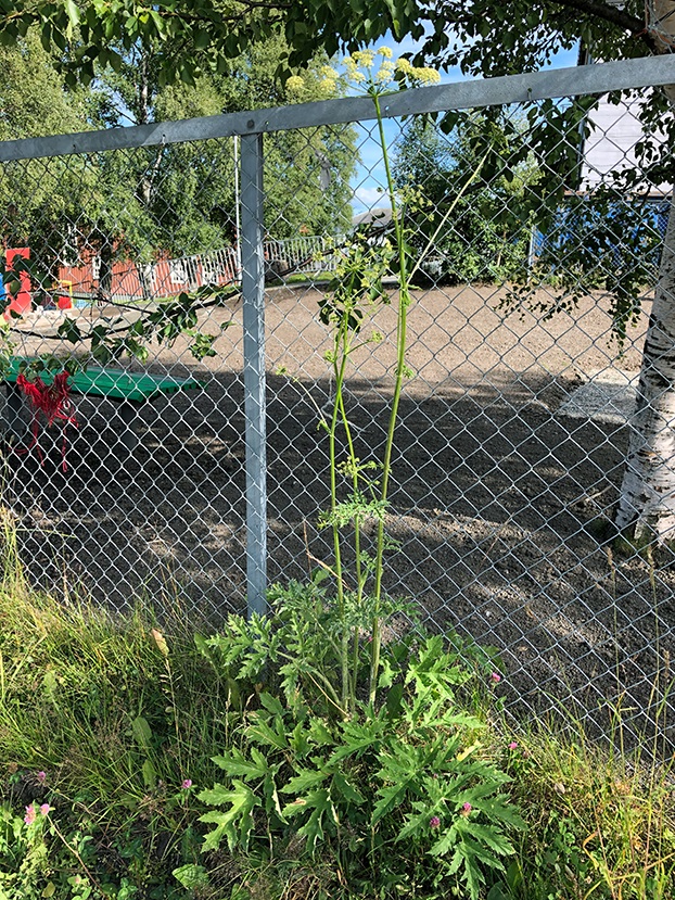 Sibirbj&oslash;rnekjeks