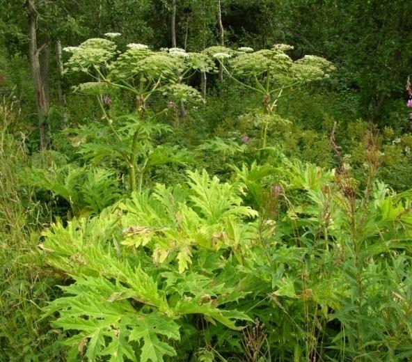 Kjempebj&oslash;rnekjeks