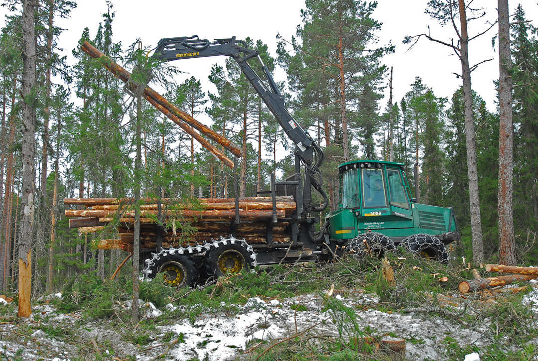 Skogsdrift i Bymarka. Et bilde av en stor traktor som holder opp hogde tømmerstokker i skogen.