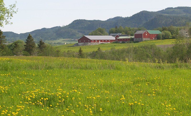 Gule påskeliljer vokser i en åker med ulike røde låver i bakgrunnen, og bak det noen fjell dekket av gress og trær.