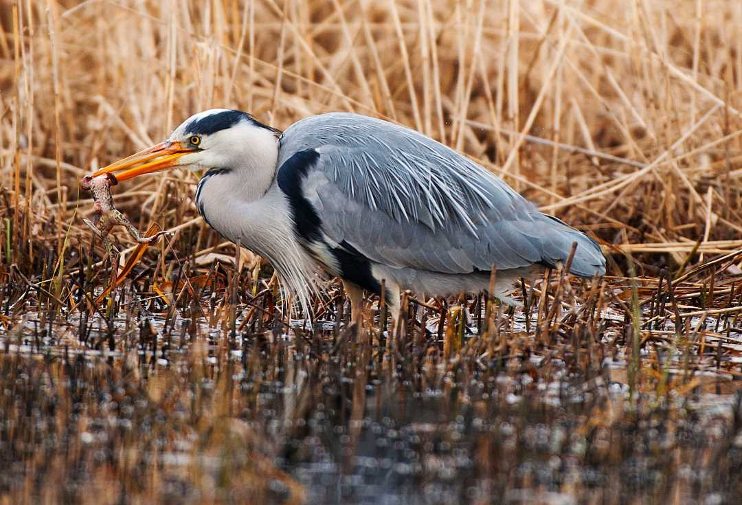 Hegre fanger frosk på Theisendammen