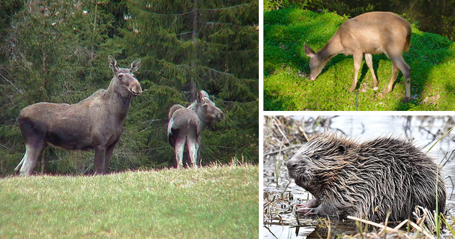 Viltarter i Trondheim. Foto: Trondheim kommune og Tor Magne Benjaminsen