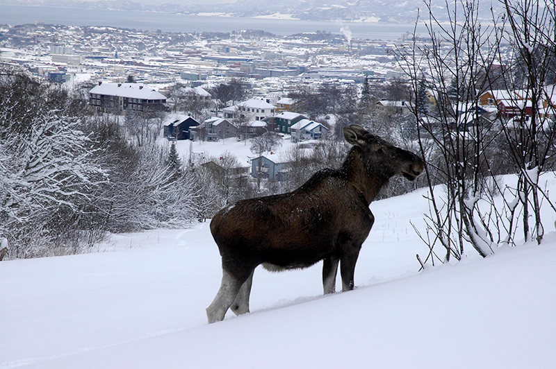Elg ved bebyggelsen på Byåsen