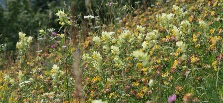 Stor forekomst av storengkall