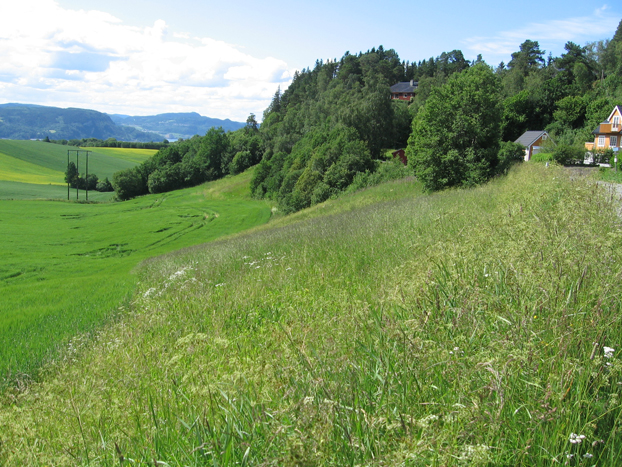 Skogsomr&aring;de/skogsholt Bj&oslash;rkli