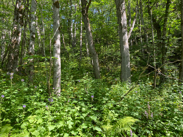 Lauglolia naturreservat