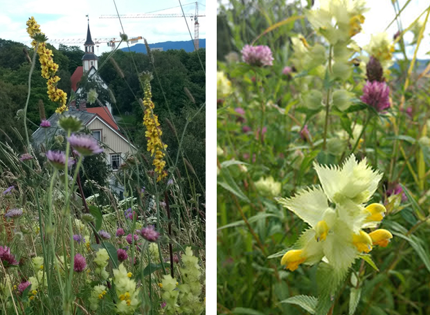 Sl&aring;tteenga ved Lade kirke / Lade skole er et prakteksempel p&aring; ei mangfoldig blomstereng.