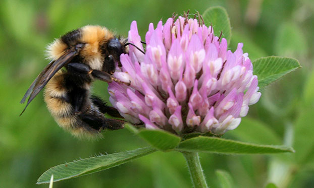 Kløverhumle. Foto: Frode Ødegaard