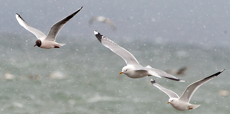 Hettem&aring;ke og fiskem&aring;ke i lufta