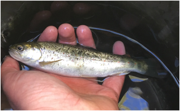 En h&aring;nd som holder en sj&oslash;&oslash;rret