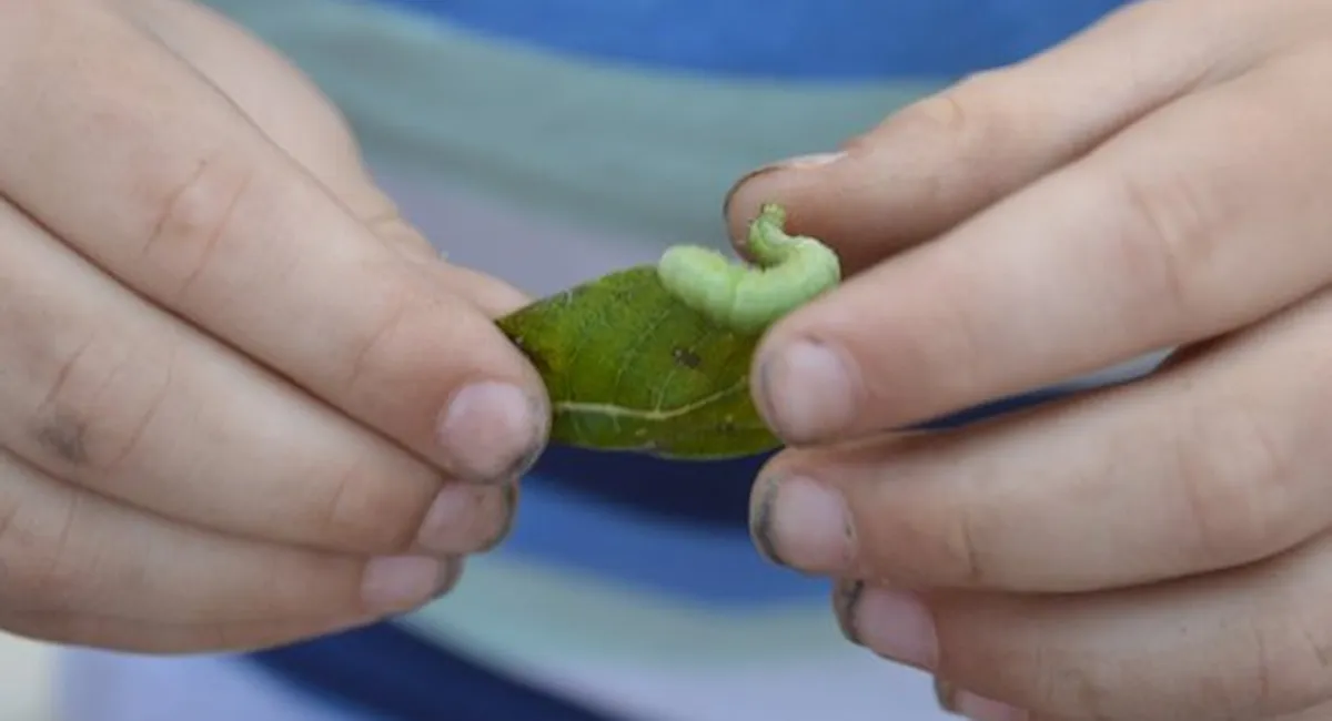 Møkkete hender til unge inspiserer blad med larve