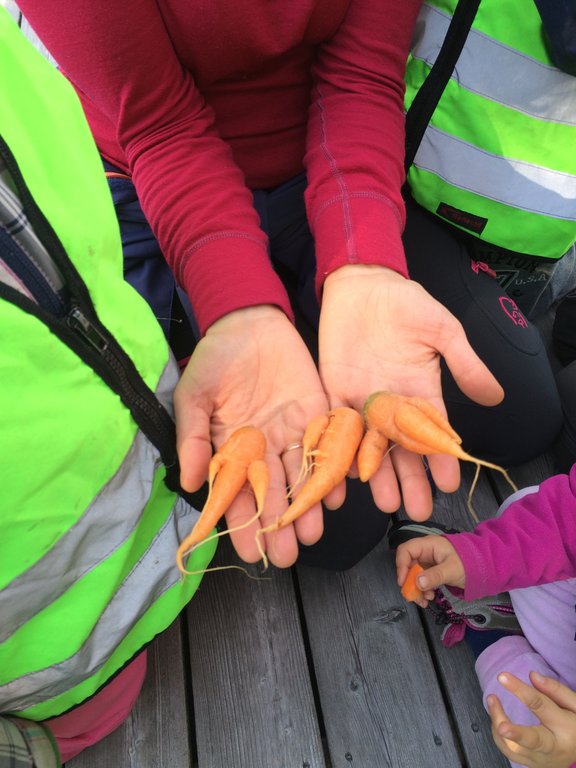 Bilde av barns hender som holder dyrket gulrot