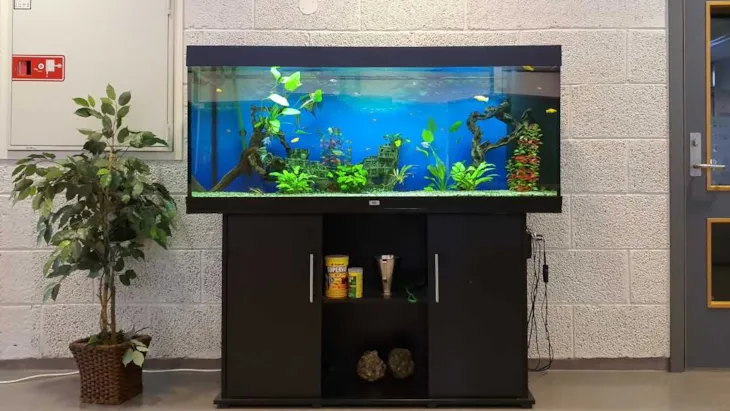 Akvarie