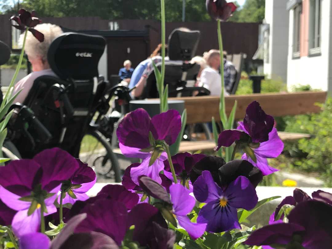 Blomster i sansehagen