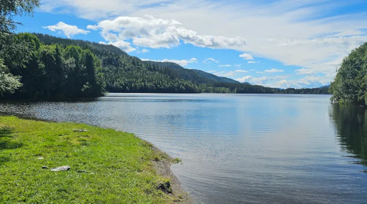 Innsjø med skog rundt