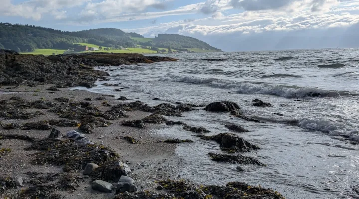 Strand med tang og bølger ved fjorden