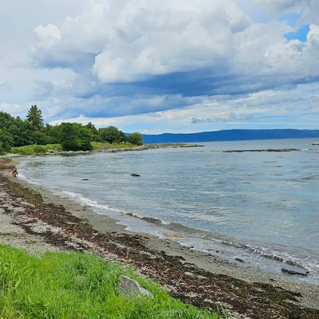 Foto av strand med tang og gressplen med benker