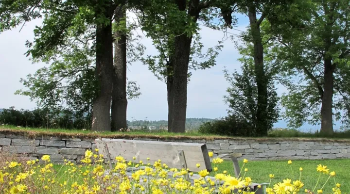 En benk foran store trær