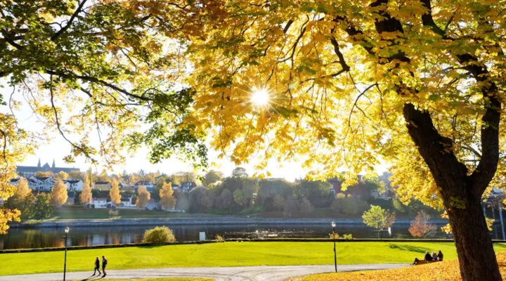 Et stort løvtre med en gressplen i bakgrunnen