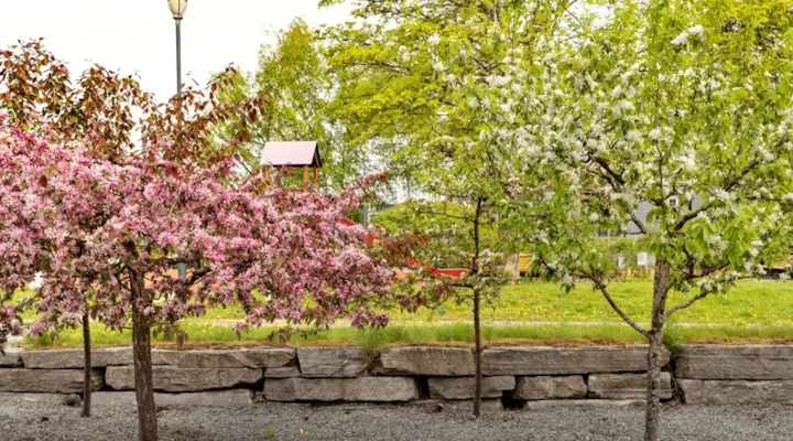 Trær i Strandveiparken