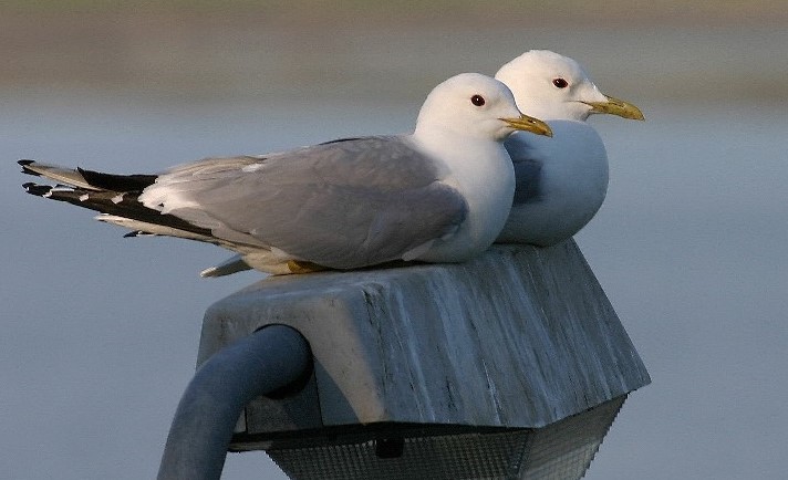 Fiskemåker på gatelykt. Foto: Steinar Grønnesby