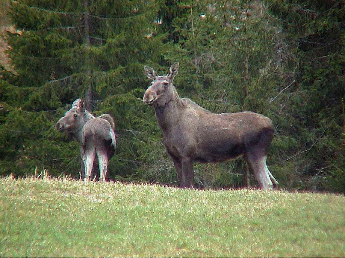 Elgku med kalv. Foto: Steinar Grønnesby