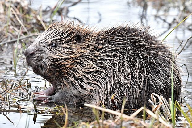 Bever på Bymarka