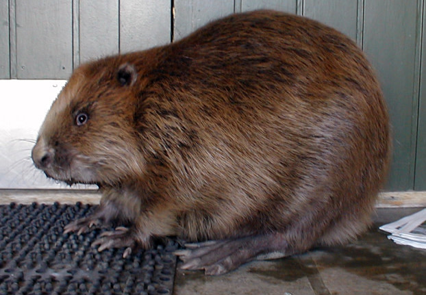 Bever på vandring i boligstrøk