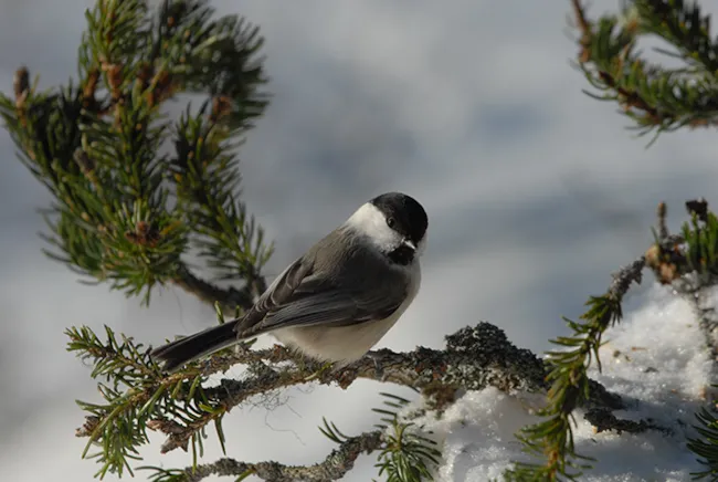 Granmeis på en vintergran med snø